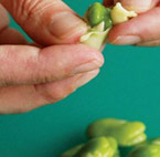 How to Shell Fava Beans